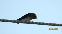 Petrochelidon fluvicola