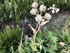 Angelica capitellata