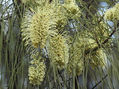 Hakea lorea lorea