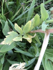 Angelica capitellata