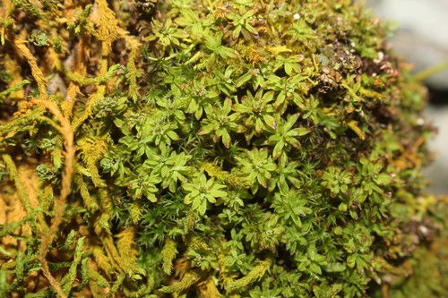 Image of Encalypta procera by (c) Quinten Wiegersma, some rights reserved (CC BY)