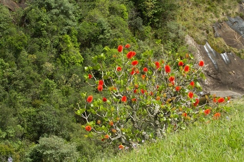 Greyia sutherlandii (Greyia sutherlandii)