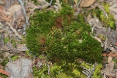 Flexitrichum flexicaule