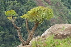 Cussonia paniculata