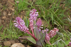 Ledebouria floribunda