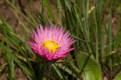 Helichrysum ecklonis