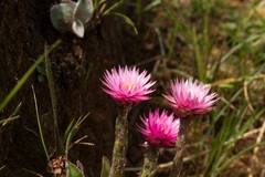 Helichrysum ecklonis