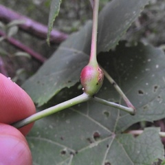 Ampelomyia vitispomum