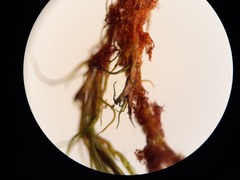 Flexitrichum flexicaule