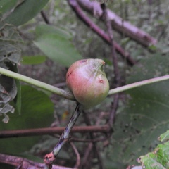 Ampelomyia vitispomum