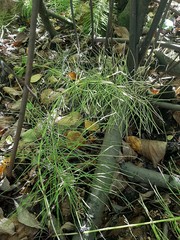 Equisetum pratense image