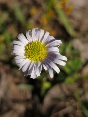 Allittia uliginosa