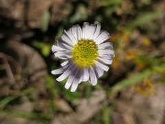 Allittia uliginosa