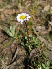 Allittia uliginosa