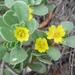 Portulaca oleracea - Photo 由 María Eugenia Mendiola González 所上傳的 (c) María Eugenia Mendiola González，保留部份權利CC BY-SA