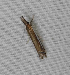 Crambus sperryellus