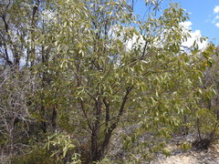 Xylomelum cunninghamianum