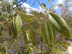 Xylomelum cunninghamianum