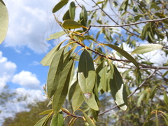 Xylomelum cunninghamianum