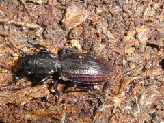 Mecodema costellum