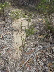 Micrantheum ericoides