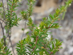 Micrantheum ericoides