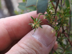 Micrantheum ericoides