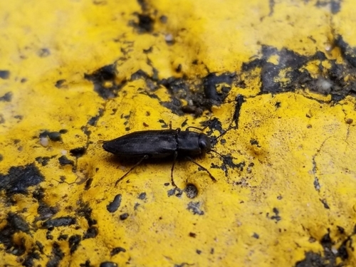 Black Fire Beetle photo 2