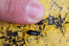 Melanophila acuminata