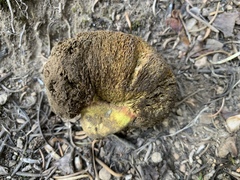 Gastroboletus vividus