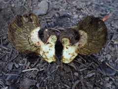 Gastroboletus vividus