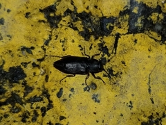 Melanophila acuminata