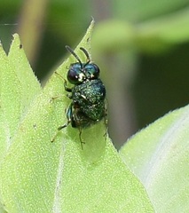 Perilampidae