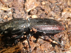 Mecodema costellum