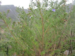 Psoralea arborea