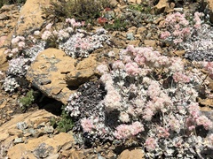 Eriogonum strictum