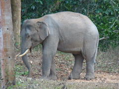 Elephas maximus
