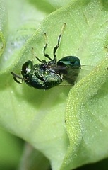 Perilampidae