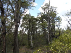 Lysicarpus angustifolius