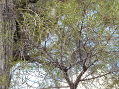 Lysicarpus angustifolius