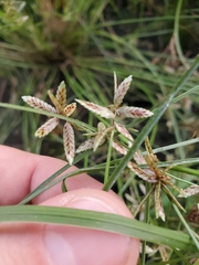 Cyperus bipartitus