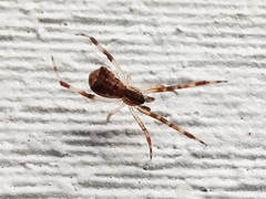 Episinus angulatus
