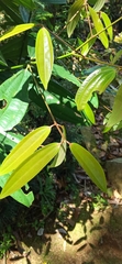 Cinnamomum