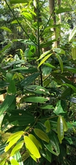 Cinnamomum