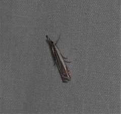 Crambus sperryellus