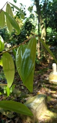 Cinnamomum