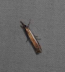 Crambus sperryellus