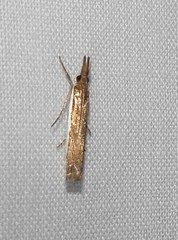 Crambus sperryellus