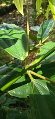 Cinnamomum