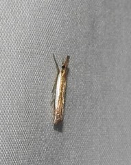Crambus sperryellus